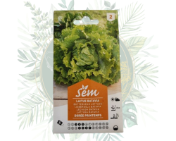 Laitue batavia dorée printemps - Salade de jardin haut de gamme