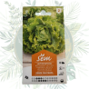 Laitue batavia dorée printemps - Salade de jardin haut de gamme