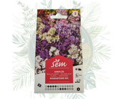 Giroflée quarantaine mix - Fleur à croissance rapide pour votre jardin