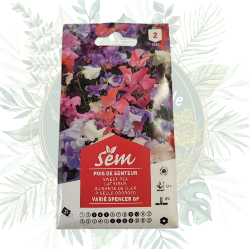 Pois de senteur varié Spencer GF - Fleurs parfumées pour votre jardin
