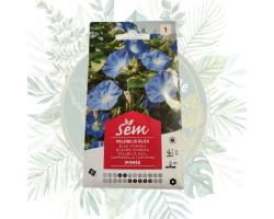 Volubilis bleu ipomée - Plante grimpante fleurie