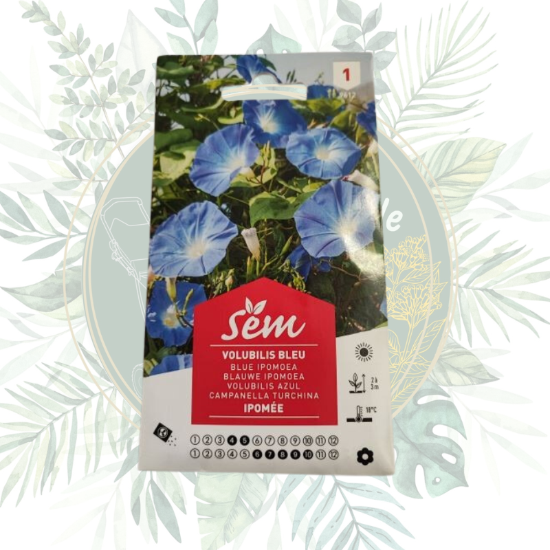 Volubilis bleu ipomée - Plante grimpante fleurie