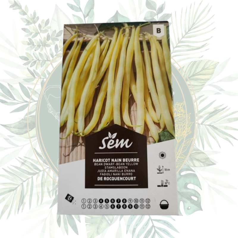 Haricot nain beurre de Rocquencourt - Variété ancienne pour votre jardin