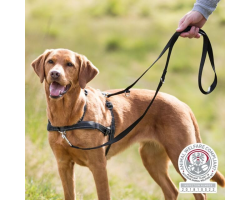 Harnais d'éducation TRIXIE Lead'N Walk Soft - Confort et Sécurité pour votre Chien