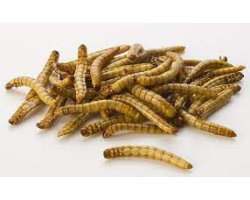 Vers Zophobas Morio - Alimentation Riche en Protéines