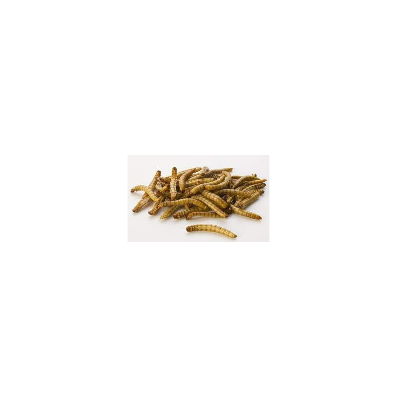 Vers Zophobas Morio - Alimentation Riche en Protéines