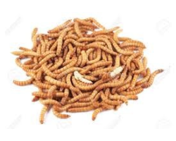 Vers de farine Tenebrio molitor - Alimentation nutritive