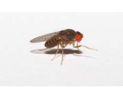 Drosophile Hydei - Aliment pour reptiles et amphibiens