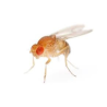 Drosophile melanogaster - Insecte modèle pour la recherche