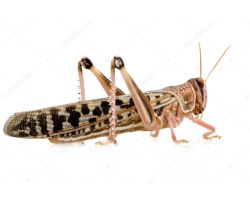 Sauterelles - Accessoires de qualité pour vos aventures