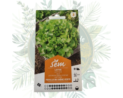 Laitue feuille de chêne verte - Variété résistante pour votre potager