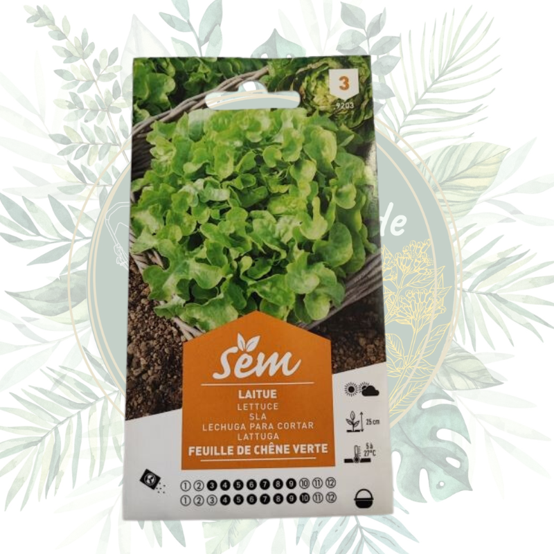 Laitue feuille de chêne verte - Variété résistante pour votre potager