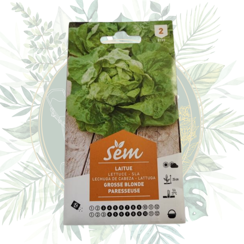 Laitue grosse blonde paresseuse - Résistante et facile à cultiver