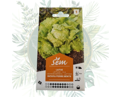 Laitue batavia pierre bénite - Jardinage de qualité