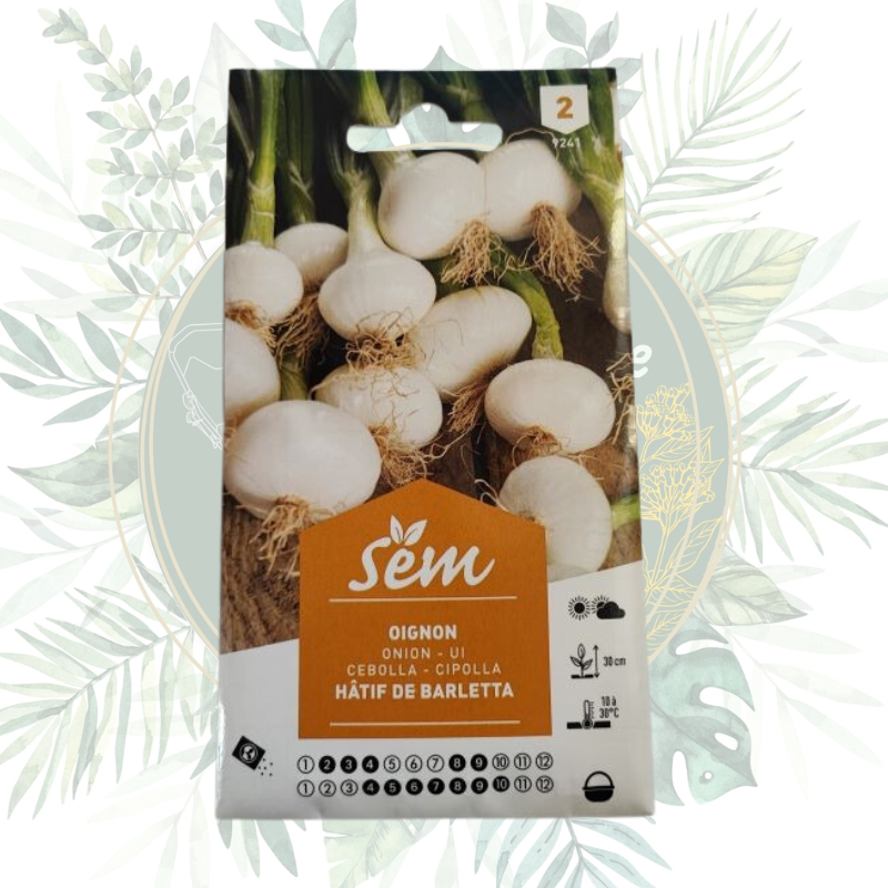 Oignons blanc hâtif de Barletta - Culture rapide et savoureuse