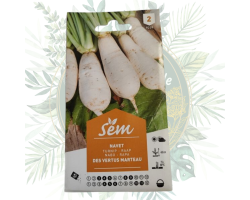 Navet des Vertus Marteau - Culture facile et savoureuse