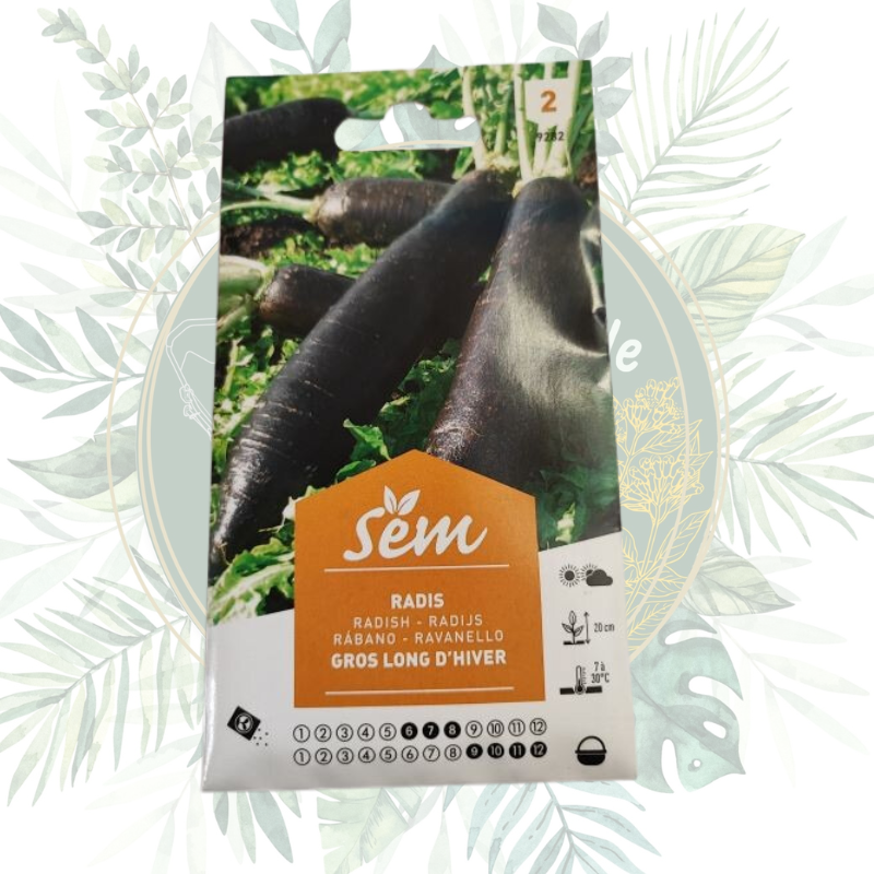 Radis gros long d'hiver - Semences de qualité pour votre jardin
