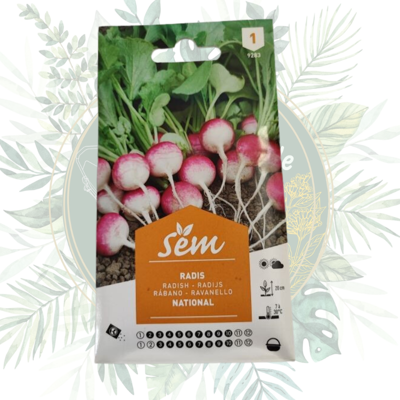 Radis national – Cultivez des radis savoureux dans votre potager