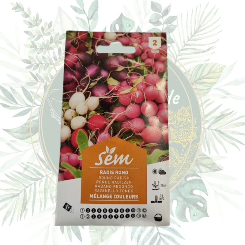 Radis rond mélange couleurs - Mélange coloré pour votre jardin