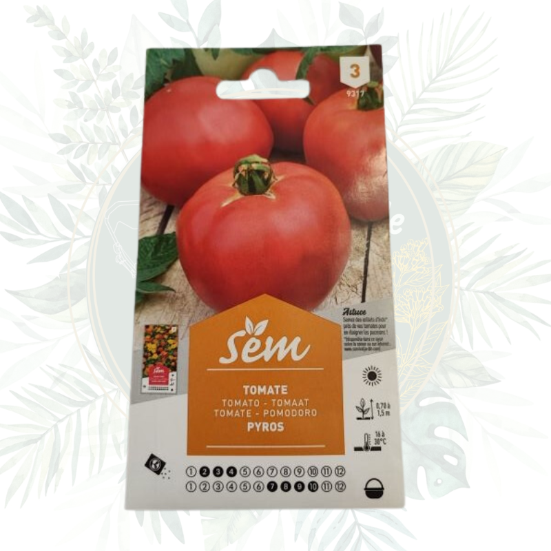 Tomate Pyros - Variété Productive et Facile à Cultiver | Jardin