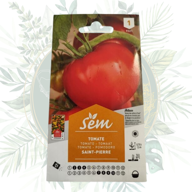 Tomate Saint-Pierre - Variété précoce pour un potager réussi