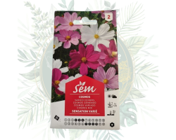 Cosmos varié - Plante de jardin florissante