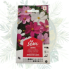 Cosmos varié - Plante de jardin florissante