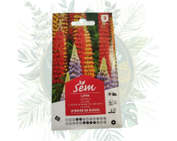 Lupin hybride de Russel - Résistant et Coloré pour votre Jardin