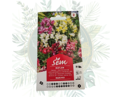 Muflier nain varié - Plante résistante et colorée pour votre jardin