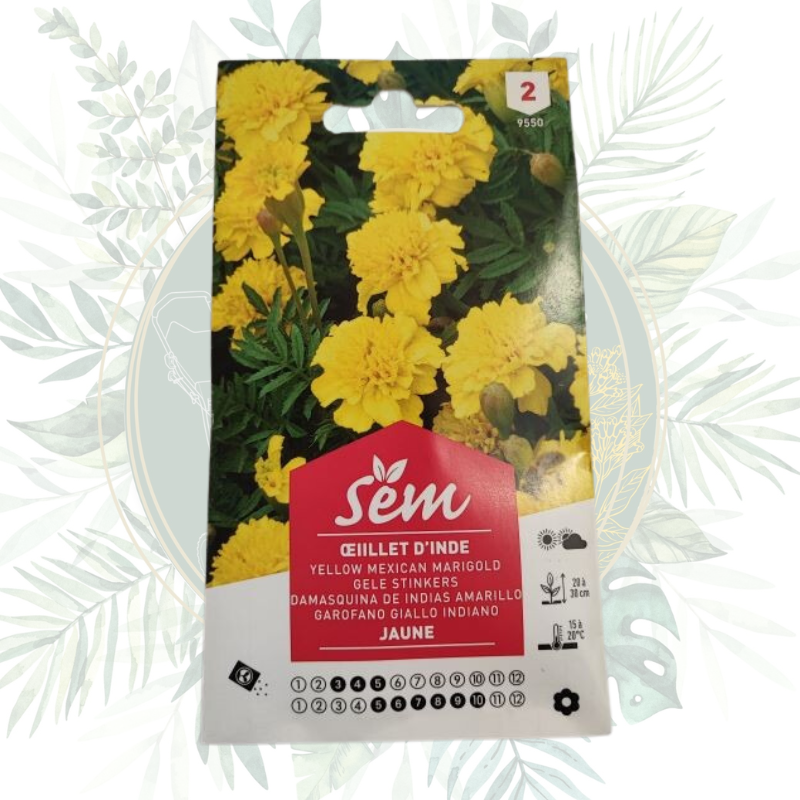 Acheter Œillet d'Inde jaune - Plante facile à cultiver | Jardin