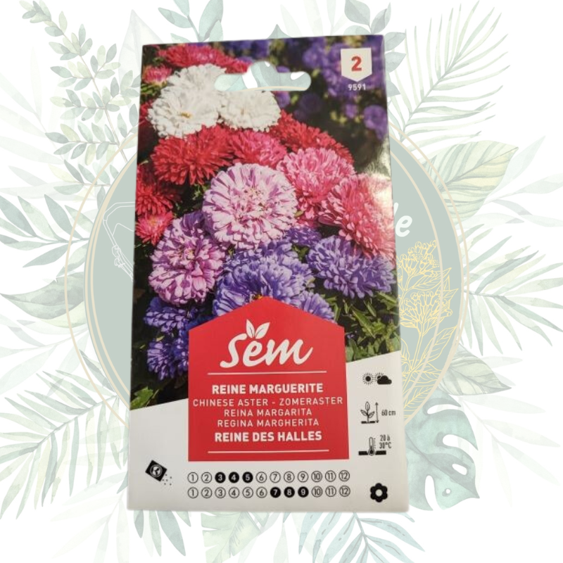 Reine marguerite reine des halles - Fleur pompon pour votre jardin