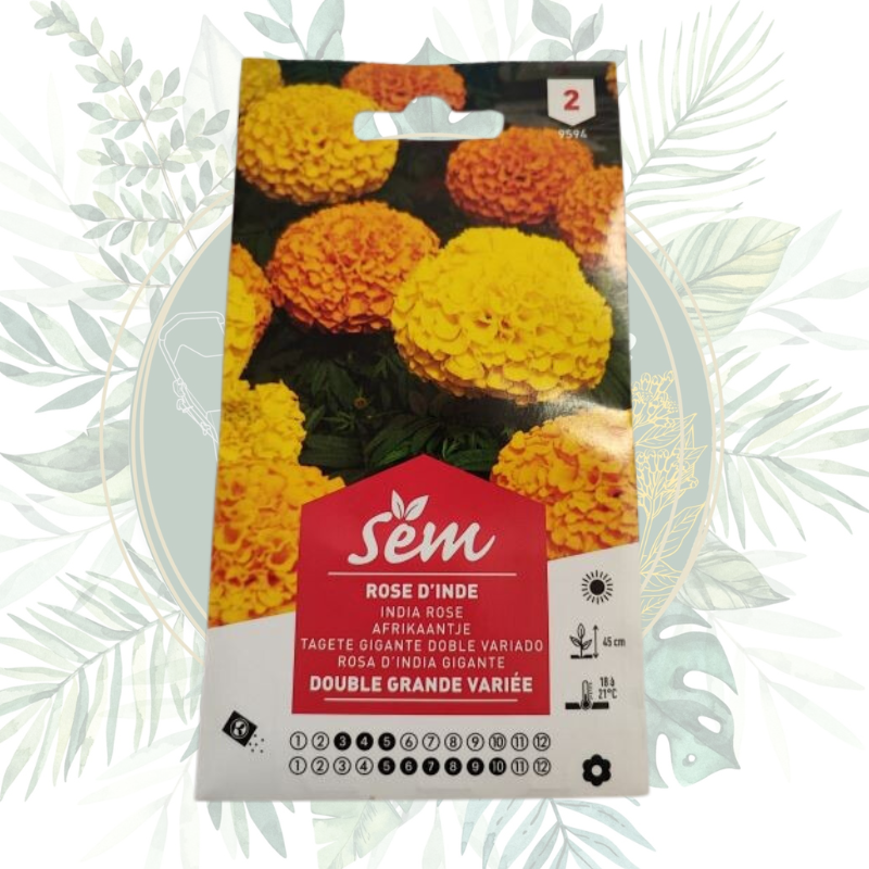 Rose d'inde double grande variété - Fleur résistante et colorée