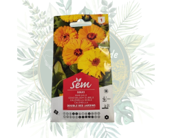 Souci double des jardins - Plante robuste et colorée pour votre jardin