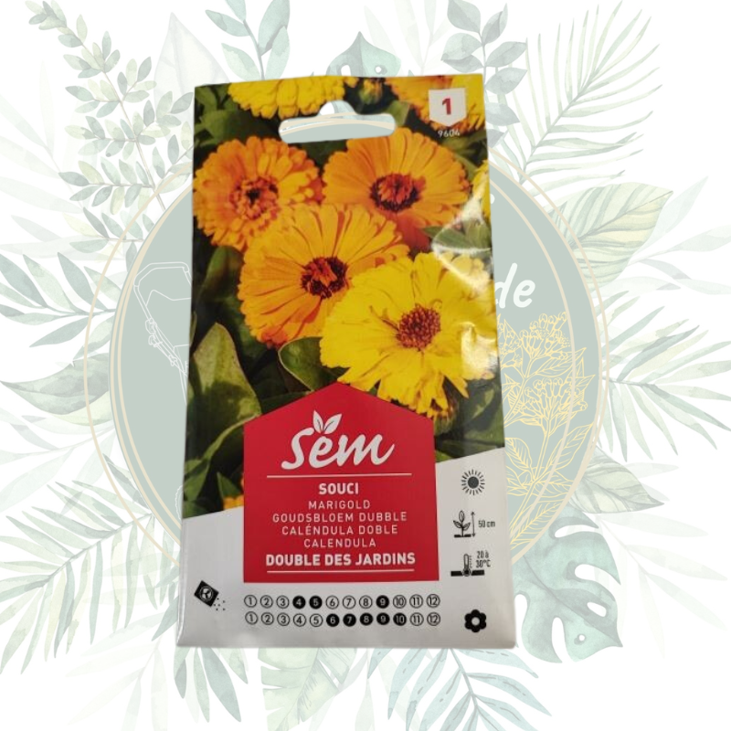 Souci double des jardins - Plante robuste et colorée pour votre jardin