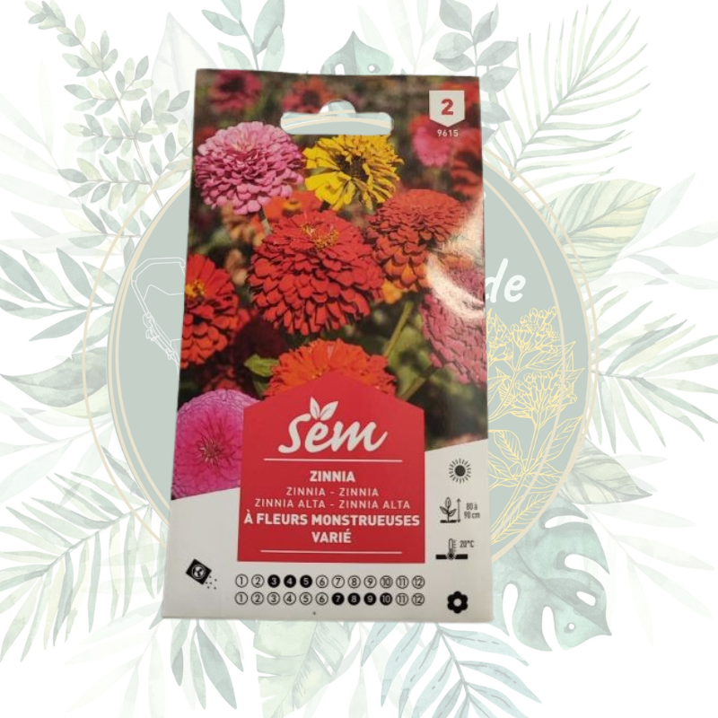 Zinnia à fleurs monstrueuses varié - Plante de jardin colorée