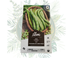 Fève Aguadulge gros grains - variété robuste et productive