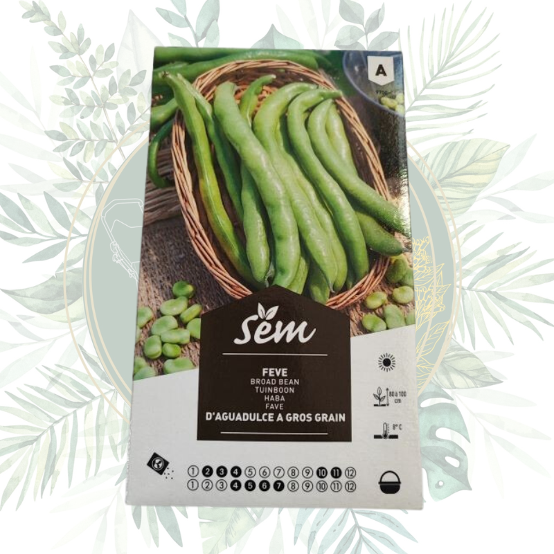 Fève Aguadulge gros grains - variété robuste et productive