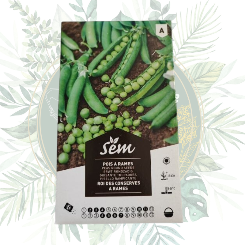 Pois à rames roi des conserves - Petit pois précoce