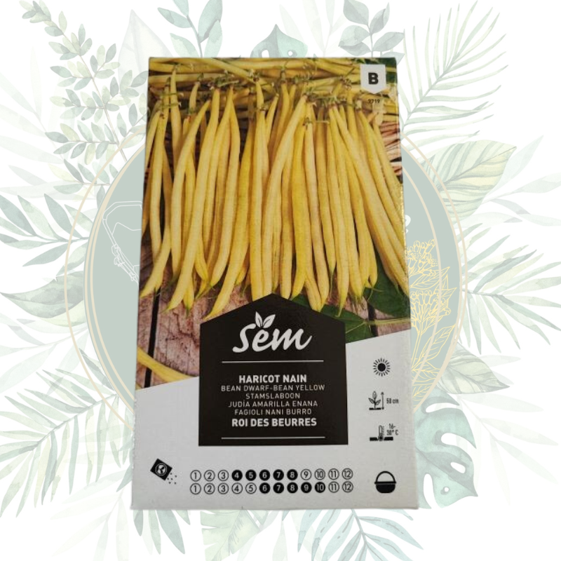 Haricot nain roi des beurres - Productivité et goût savoureux