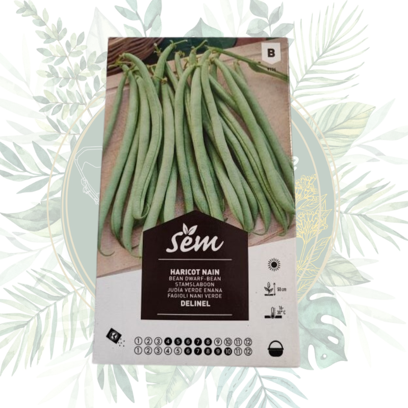 Haricot nain Delinel - Productivité et saveur pour votre jardin