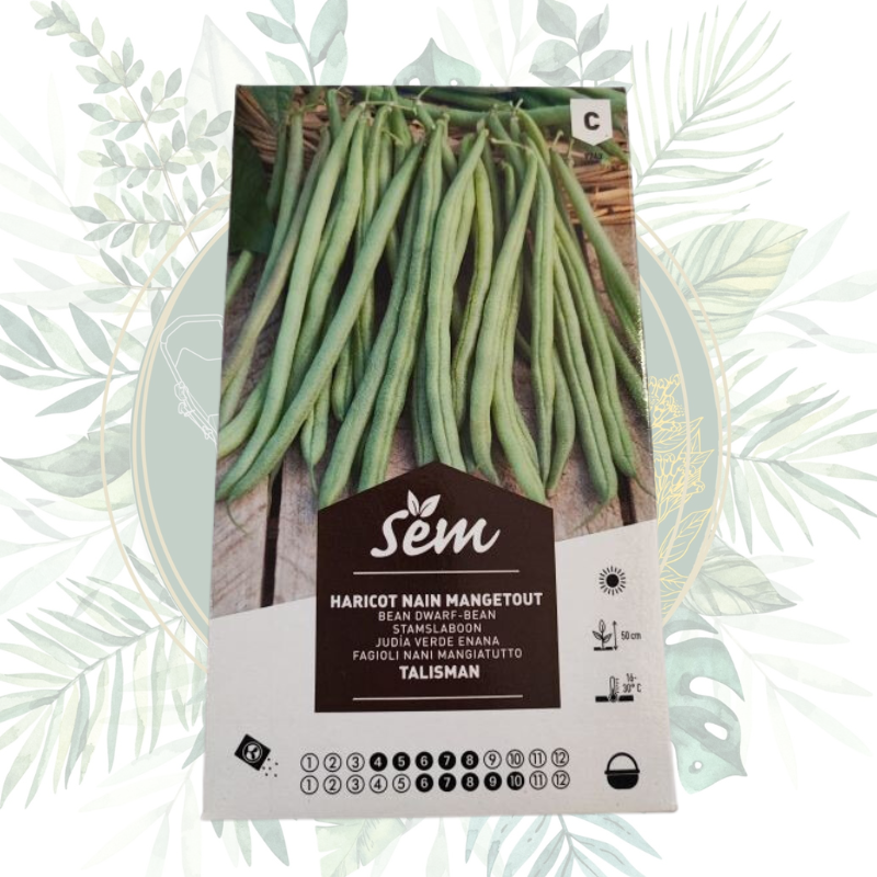 Haricot nain mangetout Talisman - Productivité et résistance