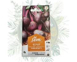 Betterave globe détroit - Légume facile à cultiver