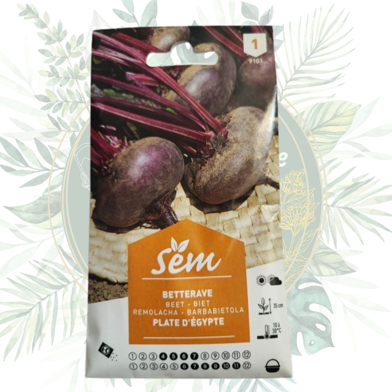 Betterave plate d'Égypte - Cultivez facilement au jardin