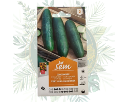 Concombre vert long maraîcher - Légume facile à cultiver