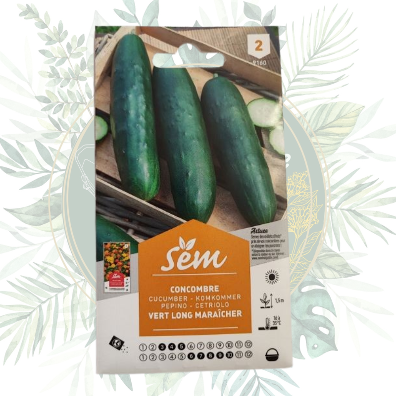 Concombre vert long maraîcher - Légume facile à cultiver