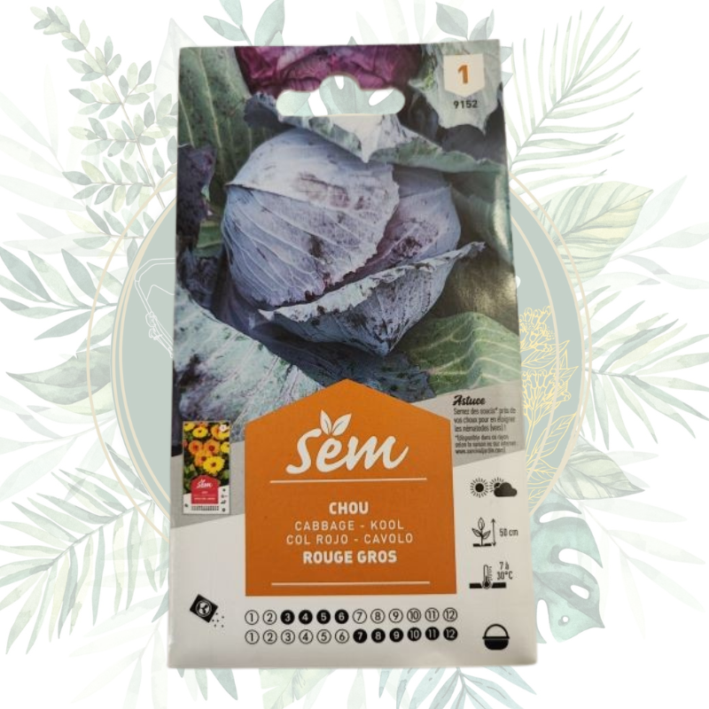 Chou rouge gros - Graines de jardin haut de gamme