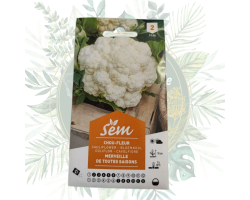 Achetez le chou-fleur toute saison - Résistant et facile à cultiver