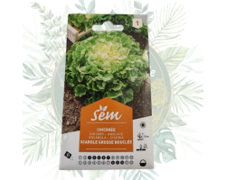 Chicorée scarole grosse bouclée - Salade de jardin facile à cultiver
