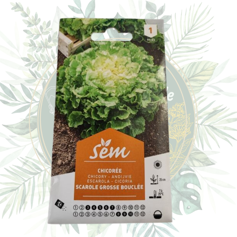 Chicorée scarole grosse bouclée - Salade de jardin facile à cultiver