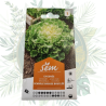 Chicorée scarole grosse bouclée - Salade de jardin facile à cultiver